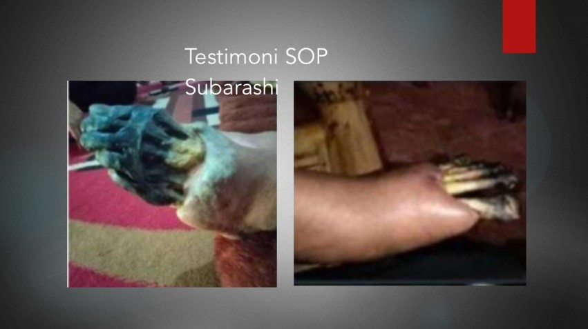 Testimoni SOP Subarashi (4) Testimoni SOP Subarashi (4)